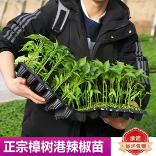 正宗樟树港辣椒苗 樟树港辣椒特产 湖南岳阳湘阴原产地 秧苗带土