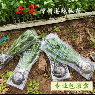 樟树港辣椒苗正宗原产地发货地栽早苗湖南湘阴特产薄皮青椒阳台