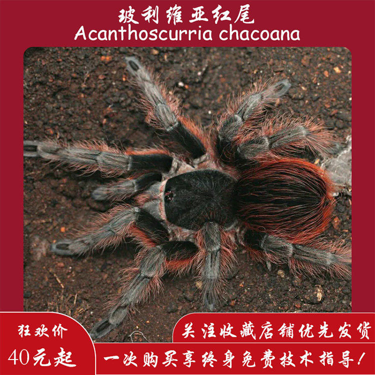 【爬宠爬不尽】玻利维亚红尾捕鸟蛛玻红蜘蛛