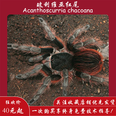 【爬宠爬不尽】玻利维亚红尾捕鸟蛛玻红蜘蛛