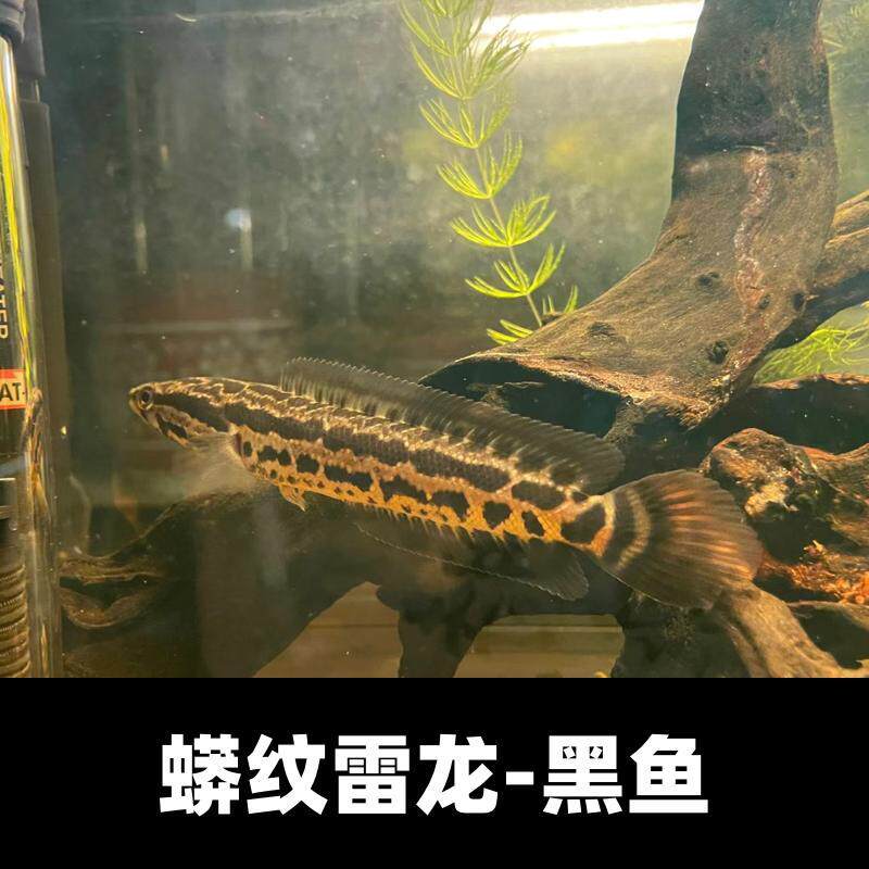 纯野采鲜活黑鱼中国雷龙黑鱼苗小猛鱼乌鱼蟒纹雷龙冷水野生黑鱼苗