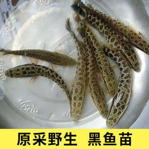纯种野采乌鳢野生黑鱼苗雷龙鱼活的淡水凶猛招财可肉食原生观赏鱼
