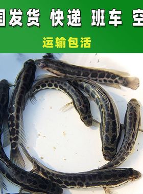 纯野采鲜活黑鱼中国雷龙黑鱼苗乌鱼蟒纹雷龙纯野采冷水猛鱼小黑鱼