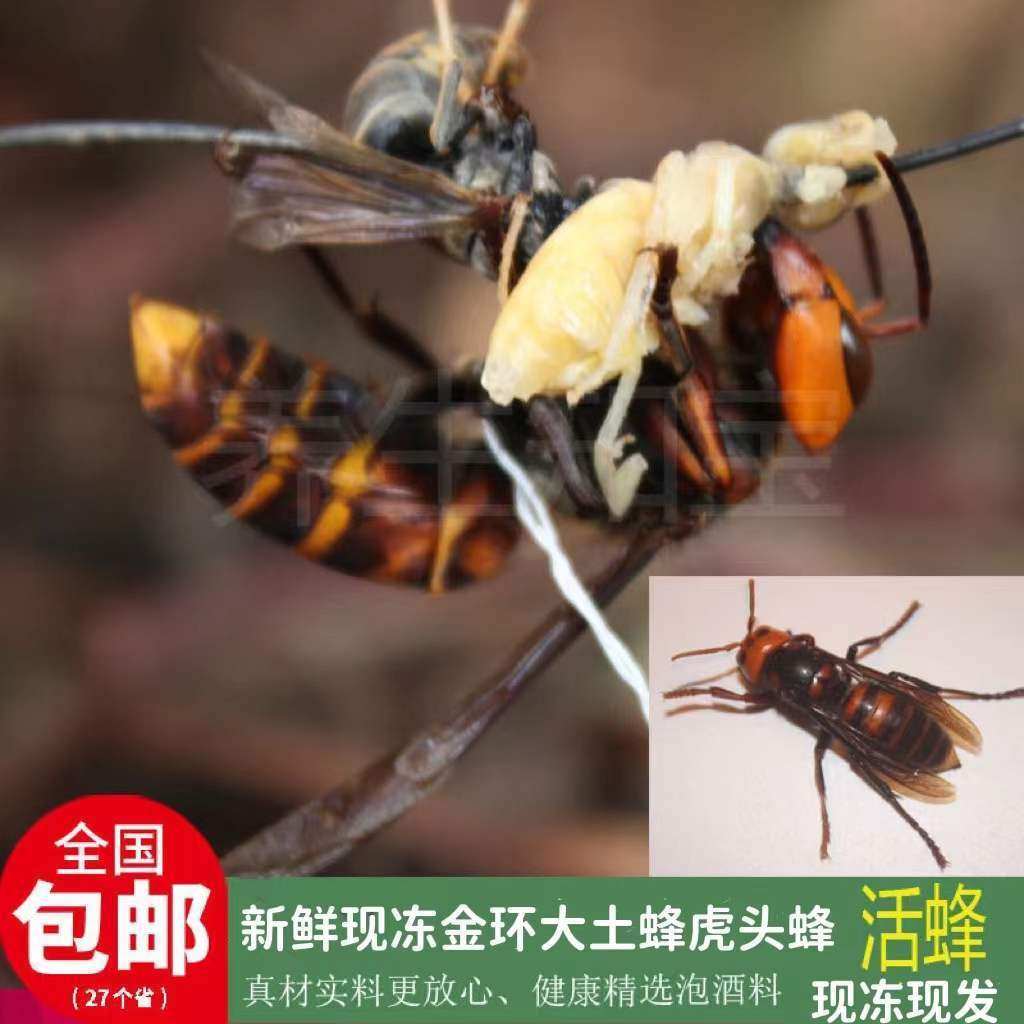 地下虎头蜂毒蜂活蜂黄蜂金环大个胡峰土地蚂蜂地龙蜂牛角蜂泡酒料