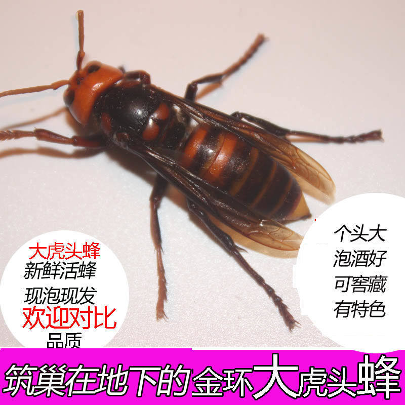 金环大虎头蜂野生胡蜂马蜂土地蜂黄蜂地龙蜂活蜂现泡100只蜂泡酒