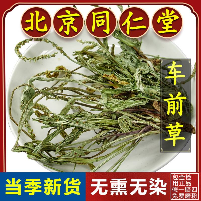 同仁堂车前草中药材500g野生新鲜车前草干货泡茶车前草泡水喝