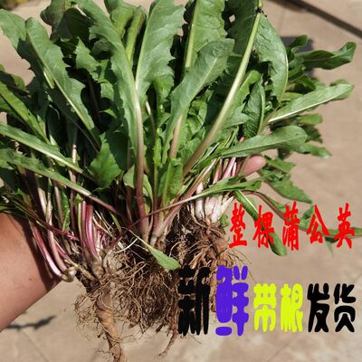 新鲜现挖药用蒲公英婆婆丁黄花苗地丁整棵带根野菜棵栽种晾晒做茶