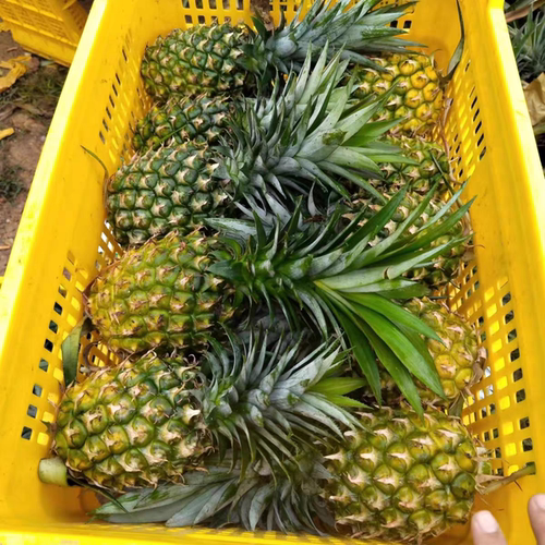 新鲜采摘海南凤梨 冬蜜凤梨 现货秒发