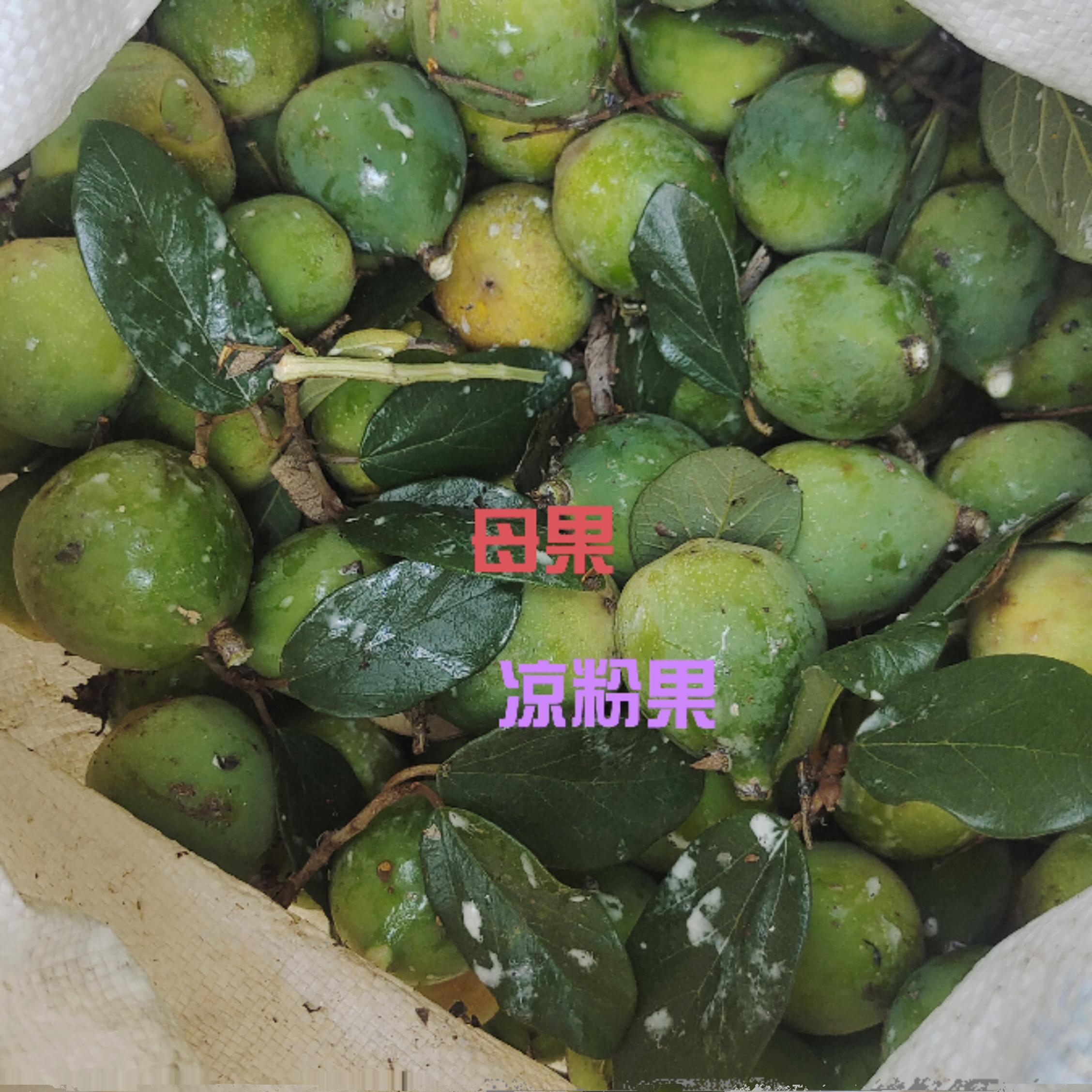 野生新鲜霹雳果木馒头木莲果爱玉