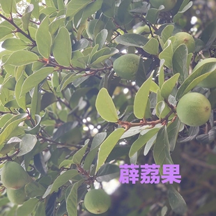 野生薜荔果药果公果新鲜药材新鲜木莲果凉粉果爱玉果现采现发包邮