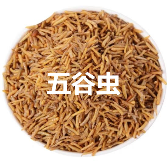 中药材食用五谷虫黄金干蛆蝇蛆鸟食虫干八哥白头翁画眉鸟饲料零食
