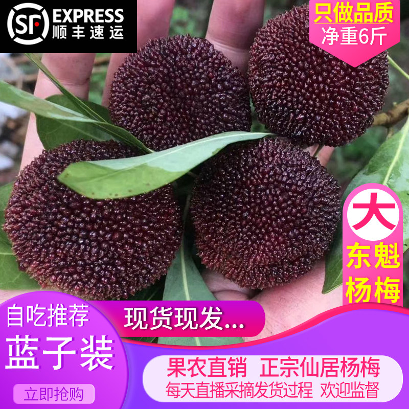 正宗仙居高山新鲜东魁杨梅