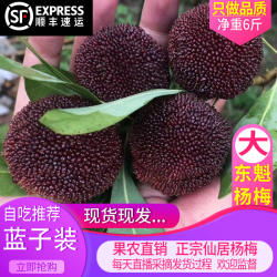 8A正宗东魁杨梅顺丰高山新鲜杨梅现摘现发鲜果浙江孕妇台州水果