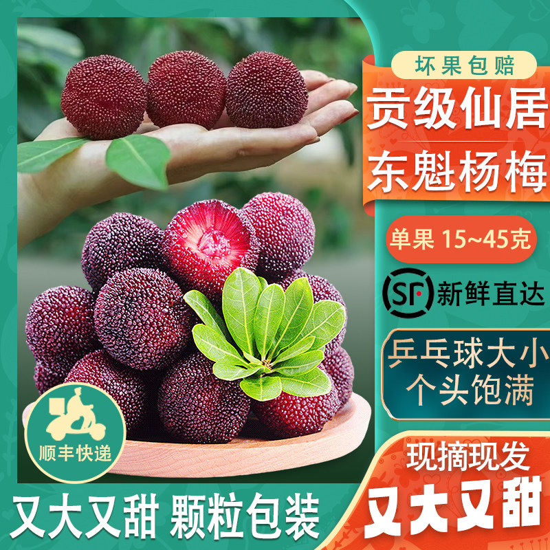 杨梅新鲜正宗仙居东魁整箱孕妇