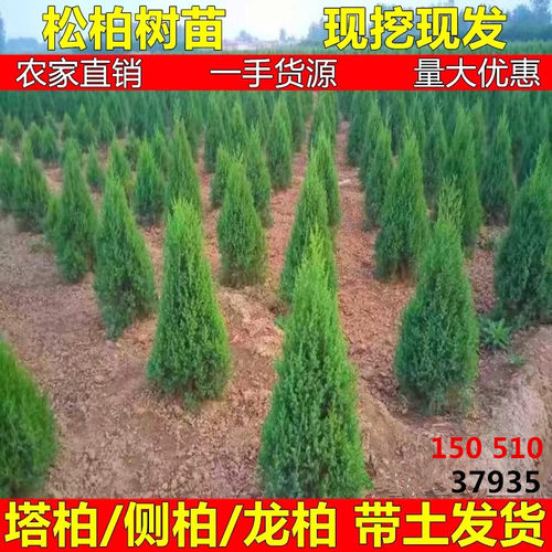 塔柏树苗松柏侧柏苗圆柏松树宝塔松龙柏苗扁柏耐寒四季青工程绿化