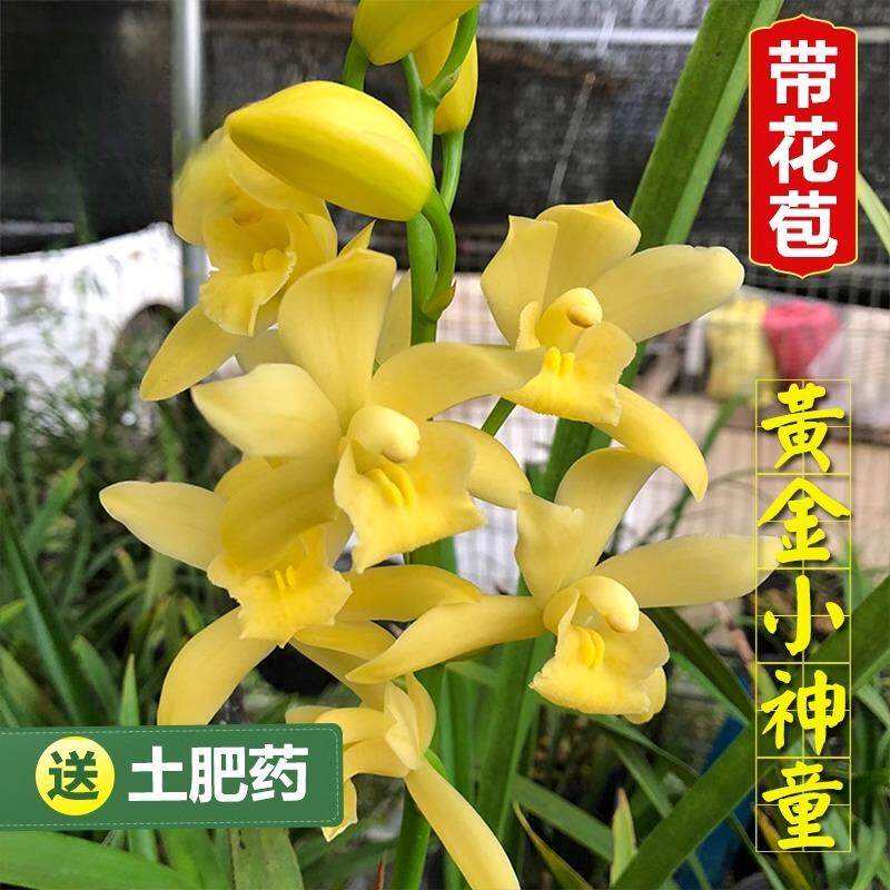 兰花苗黄金小神童美人建兰四季兰