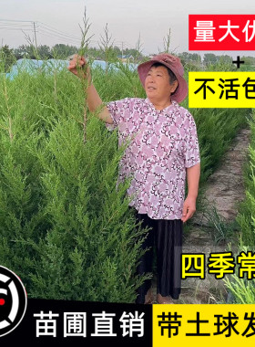 塔柏树苗柏树侧柏龙柏松树坟地坟前墓前绿植园林绿化工程四季常青