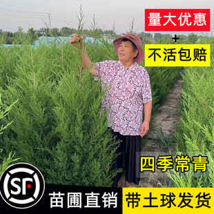 塔柏树苗柏树侧柏龙柏松树坟地坟前墓前绿植园林绿化工程四季常青