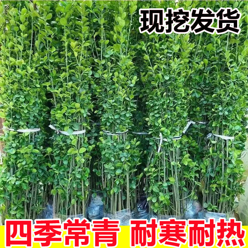 大叶北海道黄杨冬青树苗庭院墙围墙篱笆植物四季常青苗木绿化耐寒