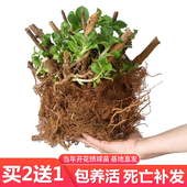 无尽夏绣球花老桩苗盆栽耐寒花卉室内外庭院阳台特大花植物四季 开