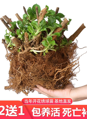 无尽夏绣球花老桩苗盆栽耐寒花卉室内外庭院阳台特大花植物四季开