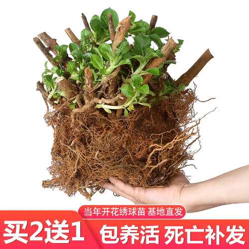 无尽夏绣球花老桩苗盆栽耐寒花卉室内外庭院阳台特大花植物四季开