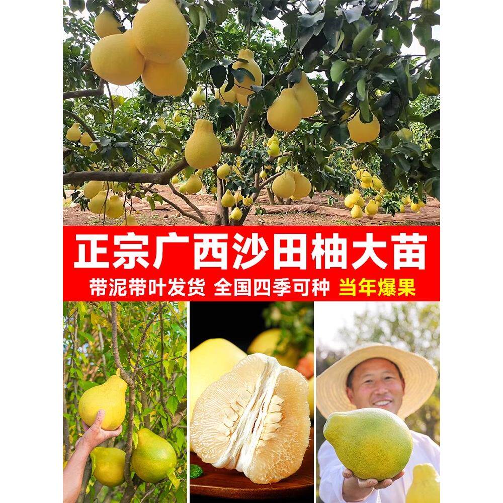 正宗柚子树苗红心柚苗南方北方种植广丰盆栽地栽当年结果假一赔十