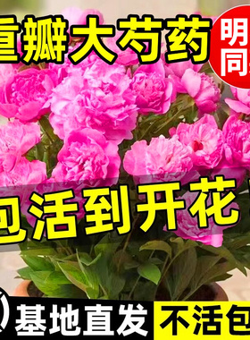何惟芳同款牡丹重瓣芍药花苗带芽种根四季开花阳盆栽鲜花花卉植物