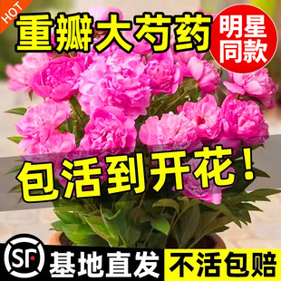 何惟芳同款牡丹重瓣芍药花苗带芽种根四季开花阳盆栽鲜花花卉植物