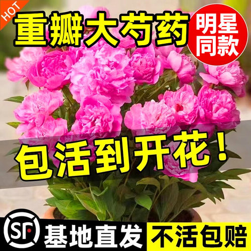 何惟芳同款牡丹重瓣芍药花苗带芽种根四季开花阳盆栽鲜花花卉植物