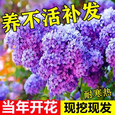 丁香花树苗盆栽庭院地栽欧洲紫丁香树苗开花浓香花卉耐寒植物四季