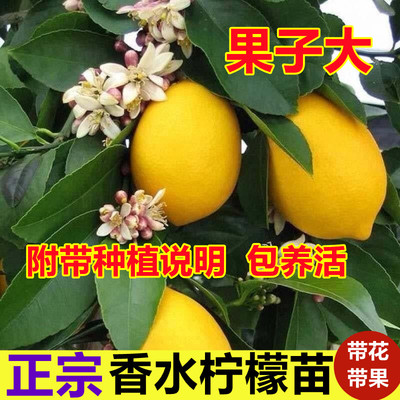 柠檬树苗带果柠檬苗绿植盆栽室内阳台庭院植物四季结果香水柠檬树