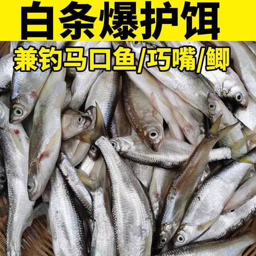 翘嘴雾化野钓浓腥鱼饵料