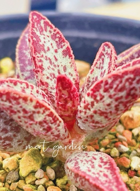 桃太郎水泡 多肉植物 天锦章 奇趣 叶片 叶插苗 一物一拍