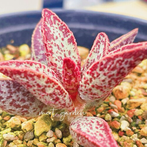 桃太郎水泡 多肉植物 天锦章 奇趣 叶片 叶插苗 一物一拍