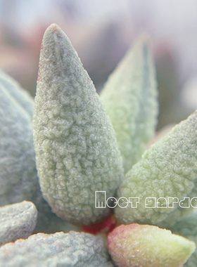 白虎水泡 多肉植物 叶片 叶插苗 一物一拍 稀有 新品