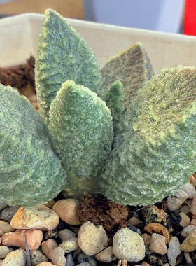 斯莱特林 园艺优选版 多肉水泡植物 园艺 叶片 叶插苗 一物一拍