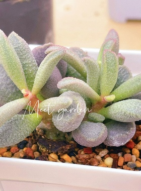 彩虹水泡多肉植物 叶片 叶插苗 一物一拍 正版 稀有水泡 新品