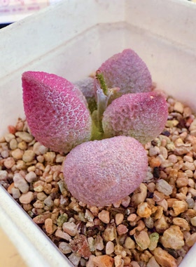福桃水泡 实生 多肉植物 天锦章 奇趣 叶片 叶插苗 一物一拍