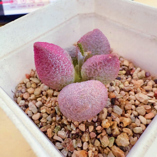 福桃水泡 实生 多肉植物 天锦章 奇趣 叶片 叶插苗 一物一拍