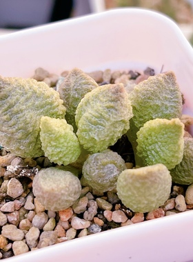 流沙水泡 多肉植物 天锦章 奇趣 叶片叶插苗 一物一拍