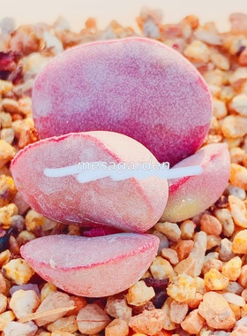 红蛋水泡 叶片 白肌红蛋水泡 叶插苗 胖胖的红蛋水泡多肉一物一拍