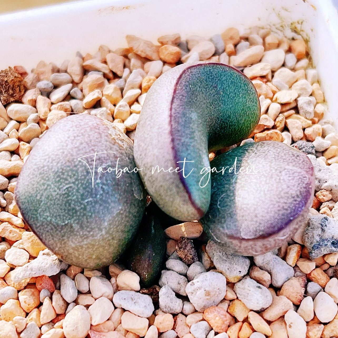 球球紫蛋水泡 多肉植物 正版水泡 叶片 叶插苗 一物一拍 新品