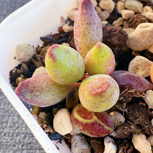 金瓜水泡 实生 多肉植物 天锦章 奇趣 叶片 叶插苗 一物一拍