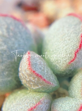 蓝光水泡 多肉植物 天锦章 奇趣 叶片 叶插苗 一物一拍