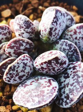 马丁水泡多肉  布莱恩马丁 叶片 叶插苗 凹凸纹 一物一拍