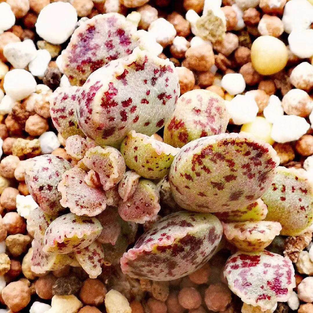 皱叶马丁水泡 叶片 叶插苗 水泡多肉 一物一拍