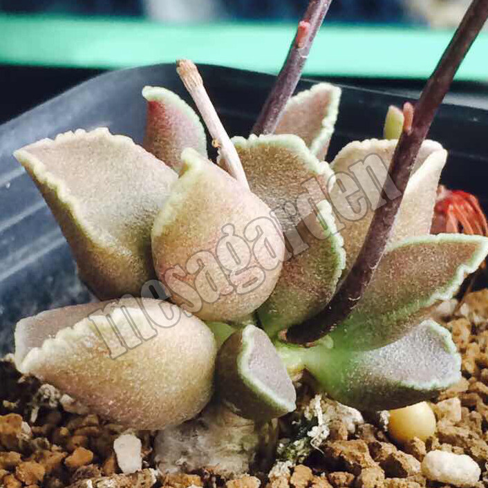 皱叶枣泥水泡多肉 皱叶枣泥 叶片 叶插苗  稀有水泡 贵货水泡