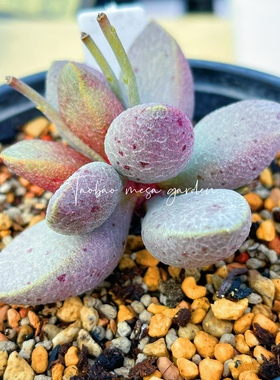 彩虹蛋水泡 多肉植物 天锦章 奇趣 叶片 叶插苗 一物一拍