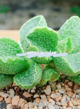 大疣绿皮水泡多肉 园艺水泡 进口多肉 叶插苗 叶片 一物一拍